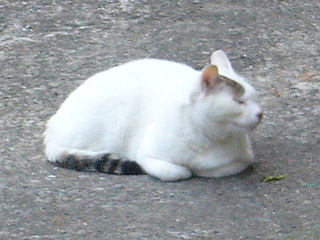 ねこ